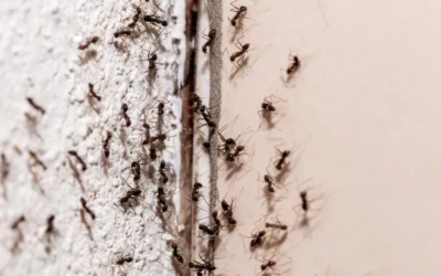 Como repelir as formigas da sua casa sem dor de cabeça