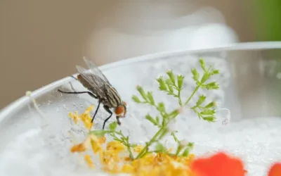 Como espantar as moscas? 6 dicas fáceis para você fazer em casa.