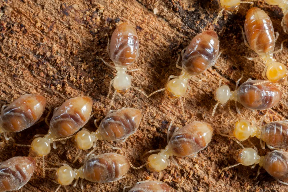 Descupinização Profissional: Proteja Seus Móveis com Serviços Especializados