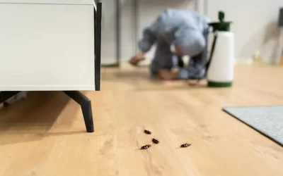 Dedetizadora RJ: Como Escolher a Melhor Empresa de Dedetização da Zona Sul