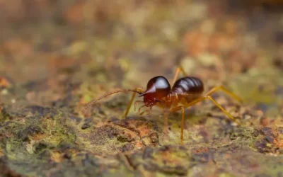 Descupinização em apartamento: proteção essencial contra cupins no Rio de Janeiro