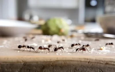 Infestação de Formigas em Restaurantes: Um Problema Silencioso e Perigoso