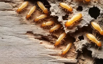 A Importância da Dedetização Preventiva Contra Cupins em Condomínios