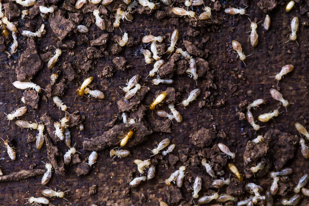 Cupins em Estruturas de Madeira: Riscos para a Segurança em Condomínios