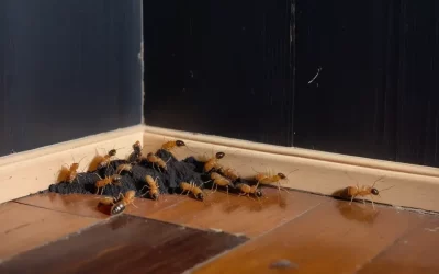 É possível acabar com cupins sozinho? Quando o controle de pragas é obrigatório?