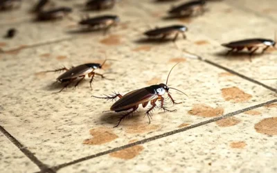 Controle de Pragas para Baratas: Por Que Elas Sempre Voltam Quando o Tratamento é Inadequado