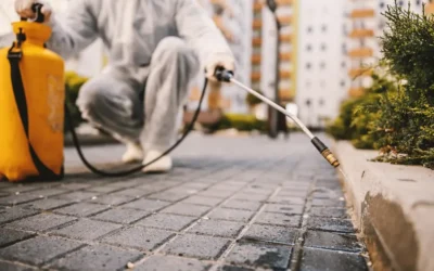 Responsabilidade do Síndico no Controle de Pragas: O Que a Gestão do Condomínio Precisa Garantir